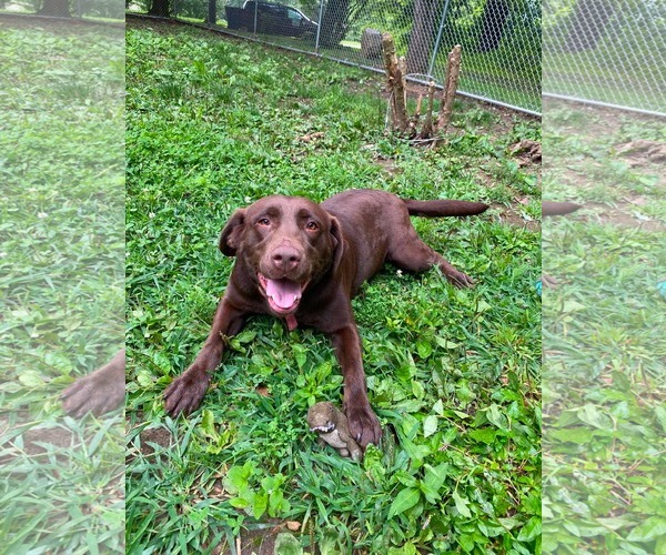 Medium Photo #1 Labrador Retriever Puppy For Sale in Lewistown, PA, USA