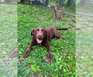 Labrador Retriever Dogs for adoption in Lewistown, PA, USA