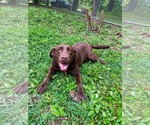 Small Labrador Retriever