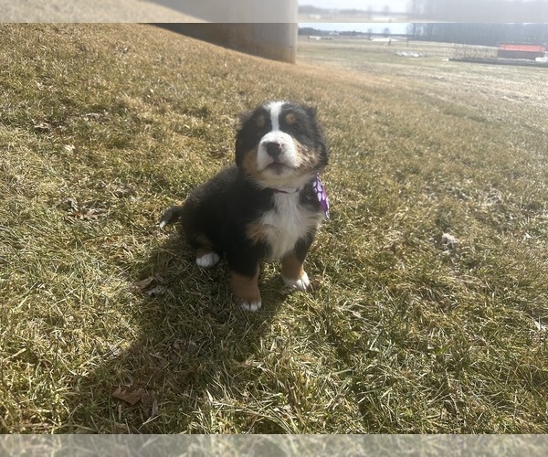 Medium Photo #2 Bernese Mountain Dog Puppy For Sale in ATHENS, WI, USA