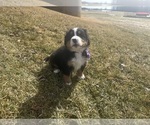 Small #1 Bernese Mountain Dog