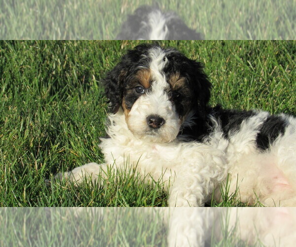 Medium Photo #1 Bernedoodle Puppy For Sale in BIG ROCK, IL, USA