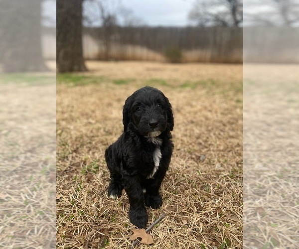 Medium Photo #4 Goldendoodle Puppy For Sale in SOUTHLAKE, TX, USA