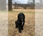 Small Photo #4 Goldendoodle Puppy For Sale in SOUTHLAKE, TX, USA