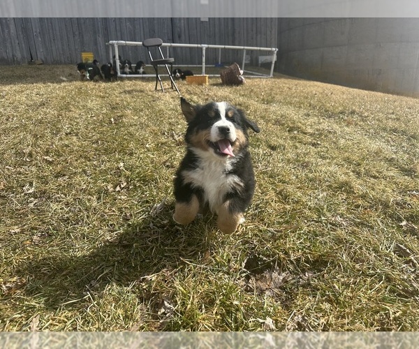 Medium Photo #7 Bernese Mountain Dog Puppy For Sale in ATHENS, WI, USA