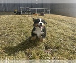 Small #5 Bernese Mountain Dog