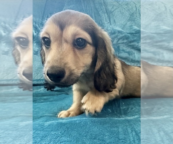 Medium Photo #11 Dachshund Puppy For Sale in MEMPHIS, TN, USA