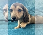 Small #10 Dachshund