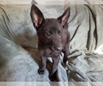 Small #2 Australian Shepherd-German Shepherd Dog Mix