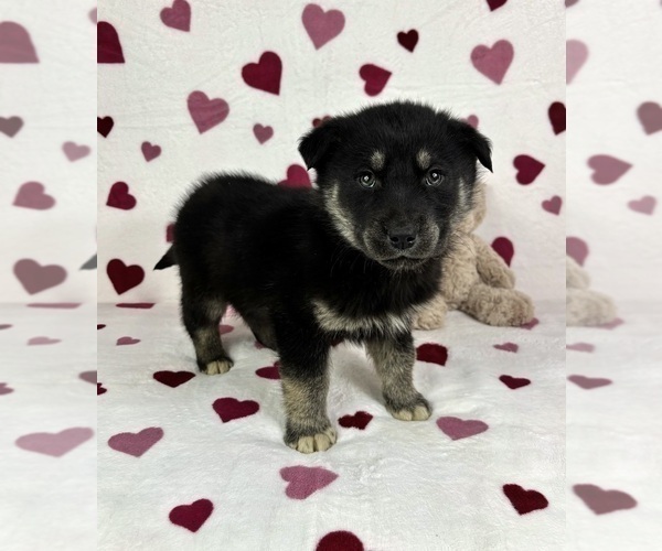 Medium Photo #2 German Shepherd Dog-Miniature American Shepherd Mix Puppy For Sale in FRANKLIN, IN, USA