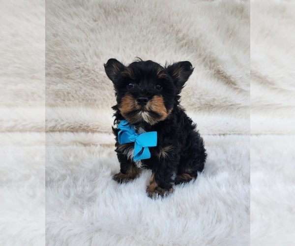 Medium Photo #1 Yorkshire Terrier Puppy For Sale in INDIANAPOLIS, IN, USA