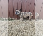 Small Photo #1 French Bulldog Puppy For Sale in BENTONVILLE, AR, USA