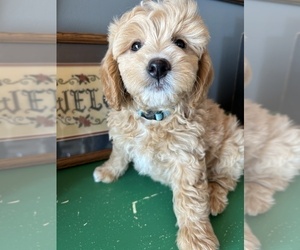Goldendoodle (Miniature) Puppy for sale in LAWRENCE, MI, USA