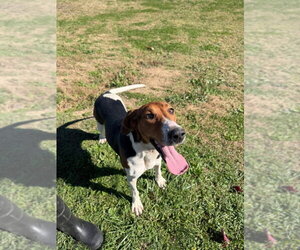 Oakley - Female Coonhound Dog for Adoption - Photo #3
