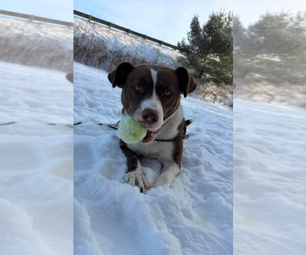 Medium Photo #7 Mutt Puppy For Sale in NEWPORT NH, NH, USA