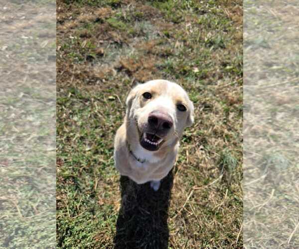 Medium Photo #11 Mutt Puppy For Sale in Woodbury, NY, USA