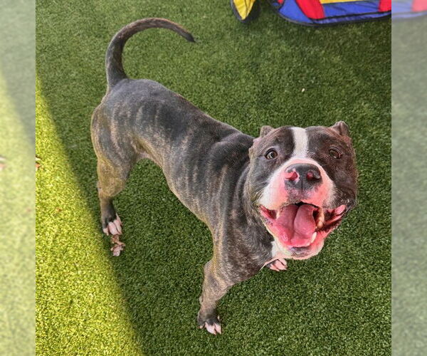 Medium Photo #1 American Staffordshire Terrier-Unknown Mix Puppy For Sale in Murfreesboro, TN, USA