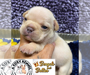 French Bulldog Puppy for sale in LUSBY, MD, USA