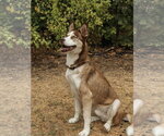 Small Photo #3 Siberian Husky Puppy For Sale in Carrollton, TX, USA