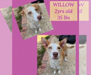 Mutt Dogs for adoption in Woodbury, NY, USA
