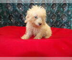 Small #6 F2 Aussiedoodle