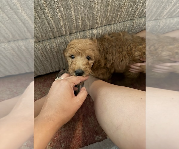 Medium Photo #8 Goldendoodle Puppy For Sale in BARSTOW, CA, USA