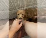 Small #7 Goldendoodle