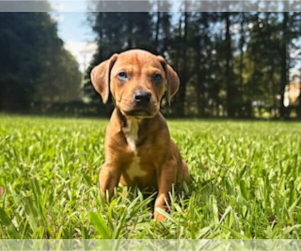 Medium Photo #3 American Staffordshire Terrier-Unknown Mix Puppy For Sale in Chester, VA, USA