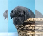 Small Photo #5 Cane Corso Puppy For Sale in AMARILLO, TX, USA