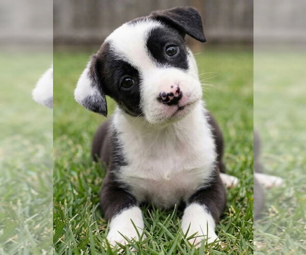 Medium Photo #3 Border Collie-Unknown Mix Puppy For Sale in Grovertown, IN, USA