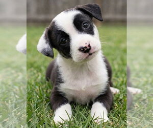 Mochi - Male Border Collie-Unknown Mix Dog for Adoption - Photo #3