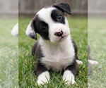 Small #2 Border Collie Mix