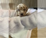 Small #6 Cavapoo