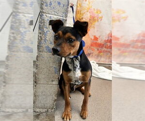 Miniature Pinscher-Unknown Mix Dogs for adoption in San Bernardino, CA, USA