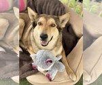 Small Photo #9 German Shepherd Dog-Huskies  Mix Puppy For Sale in Queen Creek, AZ, USA