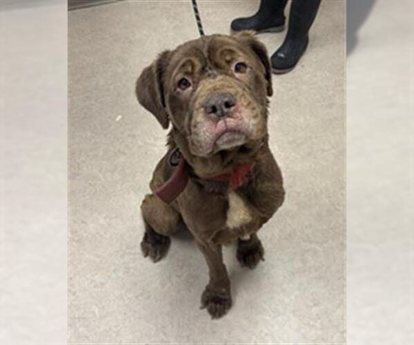 Medium Photo #1 Mastiff Puppy For Sale in Saginaw, MI, USA