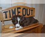 Small Photo #4 Miniature Australian Shepherd Puppy For Sale in WOODSTOCK, CT, USA