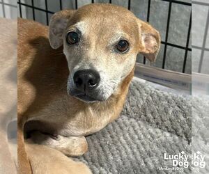 Chihuahua-Unknown Mix Dogs for adoption in Washington, DC, USA