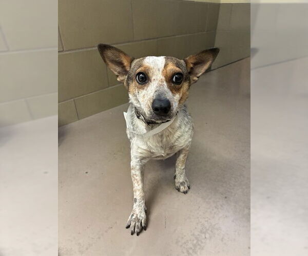 Medium Photo #1 Texas Heeler-Unknown Mix Puppy For Sale in Riverside, CA, USA