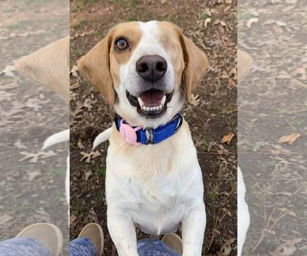 Medium Photo #1 Beagle Puppy For Sale in Greenville, SC, USA