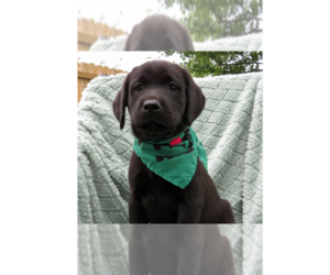 Labrador Retriever Dogs for adoption in Grovertown, IN, USA