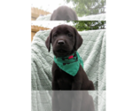 Small Labrador Retriever