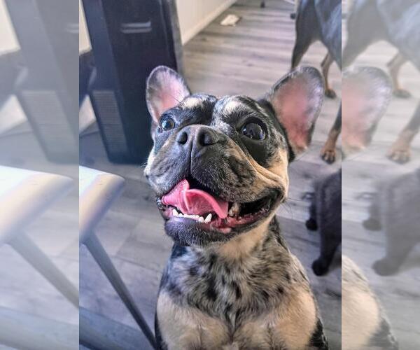 Medium Photo #1 French Bulldog Puppy For Sale in Los Angeles, CA, USA