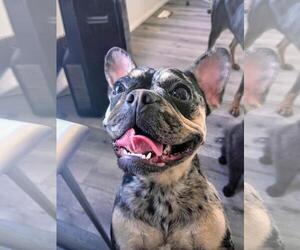 French Bulldog Dogs for adoption in Los Angeles, CA, USA