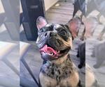 Small French Bulldog