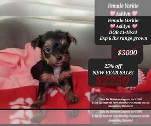Yorkshire Terrier Puppy for sale in TUCSON, AZ, USA
