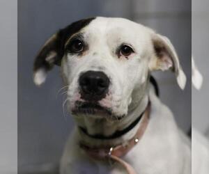 American Staffordshire Terrier-Unknown Mix Dogs for adoption in San Antonio, TX, USA