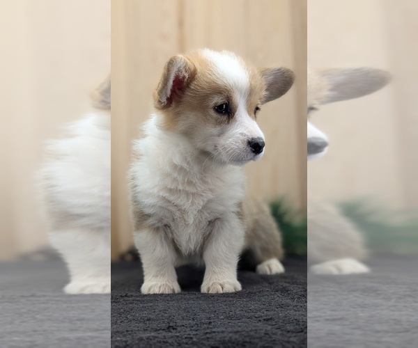 Medium Photo #8 Pembroke Welsh Corgi Puppy For Sale in GOSHEN, IN, USA