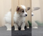 Small #7 Pembroke Welsh Corgi