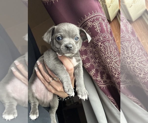 Medium Photo #1 Rat-Cha Puppy For Sale in MATAMORAS, PA, USA